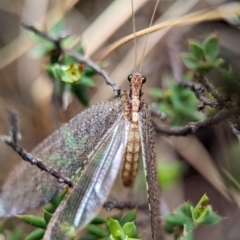 Unidentified Lacewing (Neuroptera) at Kosciuszko National Park - 22 Dec 2023 by Miranda