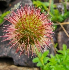 Acaena novae-zelandiae (Bidgee Widgee) at Kosciuszko National Park - 20 Dec 2023 by Jmetcalfe001