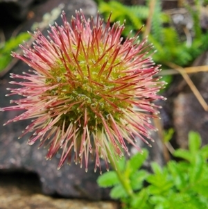 Acaena novae-zelandiae at Kosciuszko National Park - 20 Dec 2023