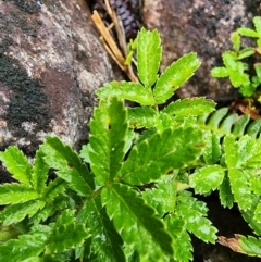 Acaena novae-zelandiae at Kosciuszko National Park - 20 Dec 2023