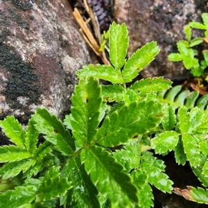 Acaena novae-zelandiae at Kosciuszko National Park - 20 Dec 2023