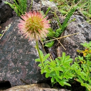 Acaena novae-zelandiae at Kosciuszko National Park - 20 Dec 2023