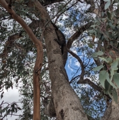 Varanus varius (Lace Monitor) at Bookham, NSW - 22 Dec 2023 by Bidge