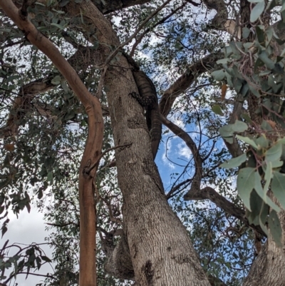 Varanus varius (Lace Monitor) at Bookham, NSW - 22 Dec 2023 by Bidge