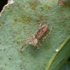 Helpis minitabunda (Threatening jumping spider) at Downer, ACT - 22 Dec 2023 by RobertD