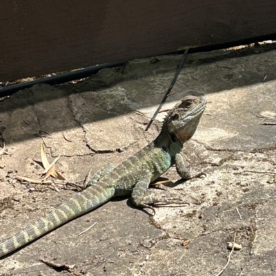 Intellagama lesueurii howittii (Gippsland Water Dragon) at Cook, ACT - 22 Dec 2023 by rkwalks