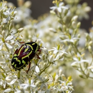 Eupoecila australasiae at Strathnairn, ACT - 22 Dec 2023