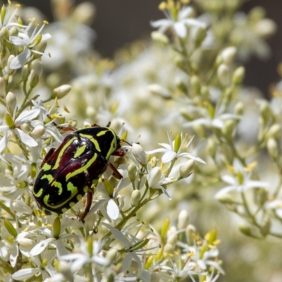 Eupoecila australasiae (Fiddler Beetle) at Strathnairn, ACT - 21 Dec 2023 by Chris Appleton