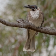 Philemon corniculatus (Noisy Friarbird) at Fisher, ACT - 8 Dec 2023 by Chris Appleton