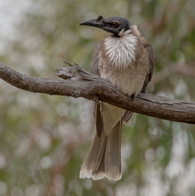Philemon corniculatus (Noisy Friarbird) at Cooleman Ridge - 8 Dec 2023 by Chris Appleton