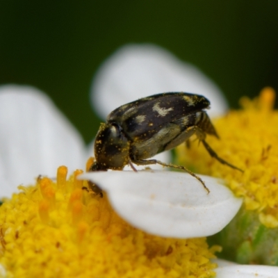 Mordellidae (family) (Unidentified pintail or tumbling flower beetle) at Downer, ACT - 22 Dec 2023 by RobertD