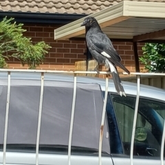 Strepera graculina (Pied Currawong) at Duffy, ACT - 22 Dec 2023 by RaeleneChetland