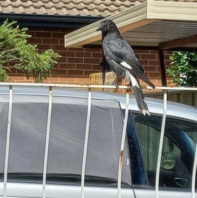 Strepera graculina (Pied Currawong) at Duffy, ACT - 22 Dec 2023 by RaeleneChetland