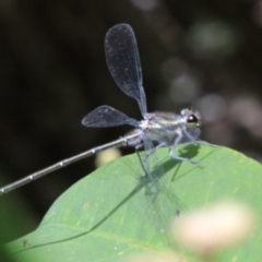 Unidentified Damselfly (Zygoptera) at Fitzroy Falls, NSW - 17 Dec 2023 by JanHartog