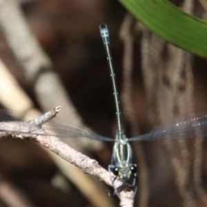 Austroargiolestes icteromelas at Morton National Park - 17 Dec 2023 01:09 PM