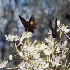 Paralucia pyrodiscus (Fiery Copper) at Mount Taylor - 12 Dec 2023 by Rosruth