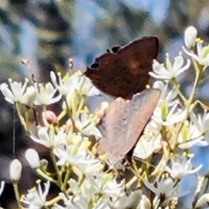 Paralucia pyrodiscus at Mount Taylor NR (MTN) - suppressed