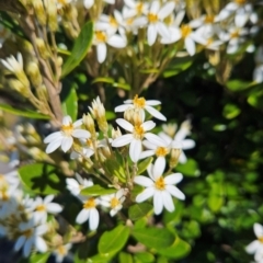 Olearia tasmanica (Tasmanian daisybush) at Weldborough, TAS - 20 Dec 2023 by BethanyDunne