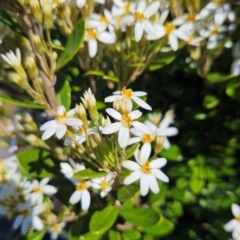 Olearia tasmanica (Tasmanian daisybush) at Weldborough, TAS - 19 Dec 2023 by BethanyDunne