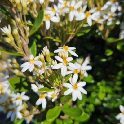 Olearia tasmanica (Tasmanian daisybush) at Weldborough, TAS - 20 Dec 2023 by BethanyDunne
