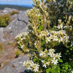 Olearia tasmanica at Weldborough, TAS - 20 Dec 2023