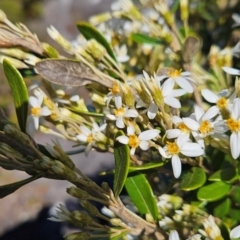 Olearia tasmanica at Weldborough, TAS - 20 Dec 2023 09:45 AM