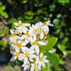 Olearia tasmanica at Weldborough, TAS - 20 Dec 2023 09:45 AM