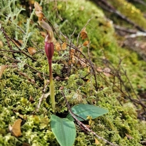 Chiloglottis sp. at Goulds Country, TAS - 20 Dec 2023