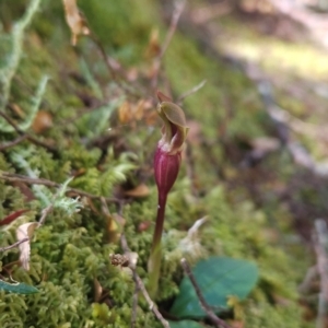 Chiloglottis sp. at Goulds Country, TAS - 20 Dec 2023