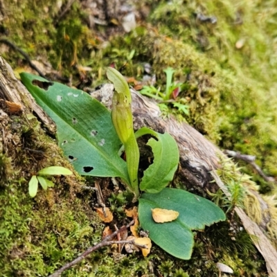 Chiloglottis sp. (A Bird/Wasp Orchid) at Weldborough, TAS - 19 Dec 2023 by BethanyDunne