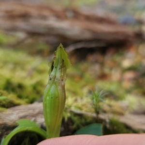 Chiloglottis sp. at Weldborough, TAS - suppressed