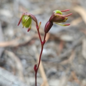 Caleana minor at Binalong Bay, TAS - suppressed