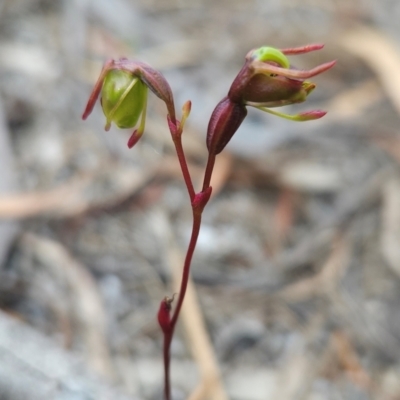 Caleana minor (Small Duck Orchid) at Binalong Bay, TAS - 19 Dec 2023 by BethanyDunne