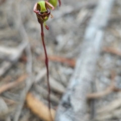 Caleana minor at Binalong Bay, TAS - suppressed