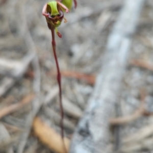 Caleana minor at Binalong Bay, TAS - 19 Dec 2023