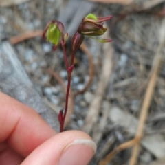 Caleana minor at Binalong Bay, TAS - suppressed