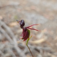 Caleana major (Large Duck Orchid) at Binalong Bay, TAS - 19 Dec 2023 by BethanyDunne