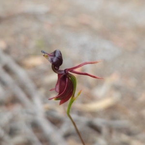 Caleana major at Binalong Bay, TAS - suppressed