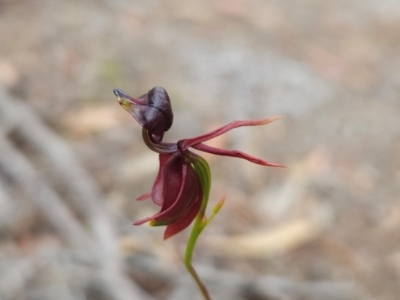 Caleana major (Large Duck Orchid) at Binalong Bay, TAS - 19 Dec 2023 by BethanyDunne