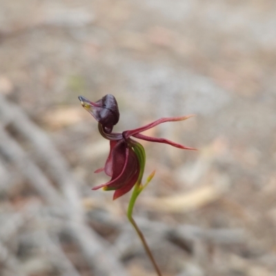 Caleana major (Large Duck Orchid) at Binalong Bay, TAS - 19 Dec 2023 by BethanyDunne