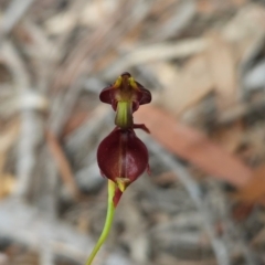 Caleana major at Binalong Bay, TAS - suppressed