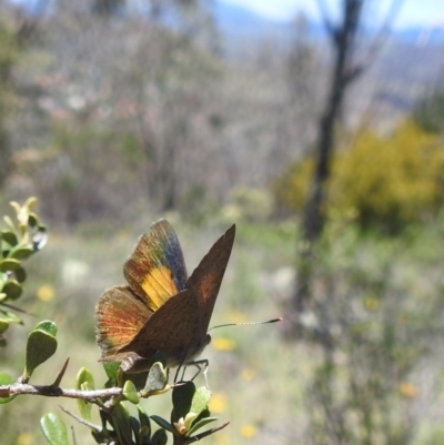 Paralucia pyrodiscus (Fiery Copper) at Kambah, ACT - 22 Dec 2023 by HelenCross