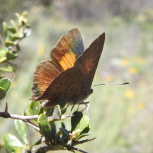 Paralucia pyrodiscus at McQuoids Hill NR (MCQ) - suppressed