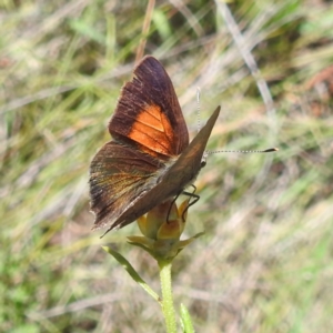 Paralucia pyrodiscus at McQuoids Hill NR (MCQ) - 22 Dec 2023