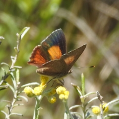 Paralucia pyrodiscus at McQuoids Hill NR (MCQ) - 22 Dec 2023