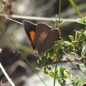 Paralucia pyrodiscus at McQuoids Hill NR (MCQ) - 22 Dec 2023