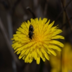 Lasioglossum sp. (genus) (Furrow Bee) at Gungaderra Grasslands - 22 Dec 2023 by pixelnips