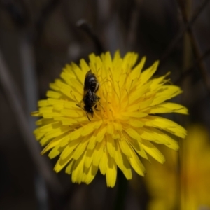 Lasioglossum sp. (genus) at Gungaderra Grassland (GUN_6) - 22 Dec 2023 01:09 PM