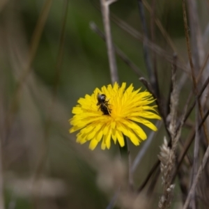 Lasioglossum sp. (genus) at Gungaderra Grassland (GUN_6) - 22 Dec 2023