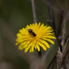 Lasioglossum sp. (genus) at Gungaderra Grassland (GUN_6) - 22 Dec 2023 01:09 PM